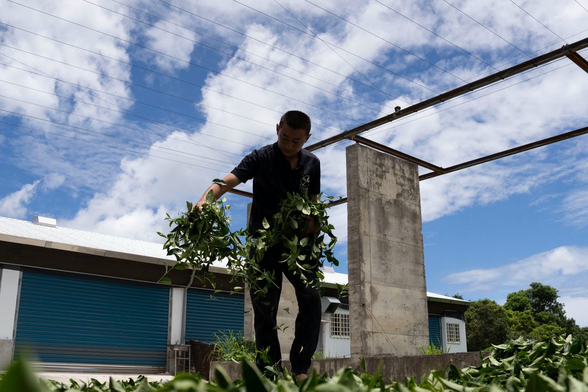 林旺製茶廠的第二代林長拓正在將茶菁均勻的平鋪在陽光下.