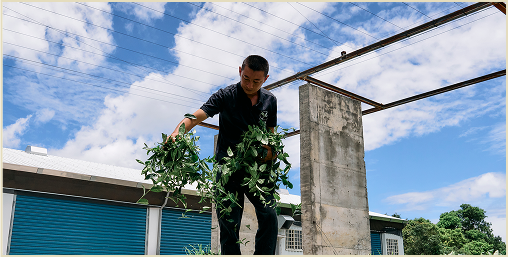 茶師將茶菁均勻地舖在陽光底下準備日光萎凋.
