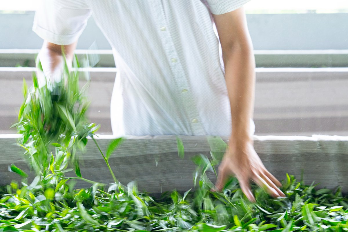 Fresh tea leaves being spread out in hot air withering machine.