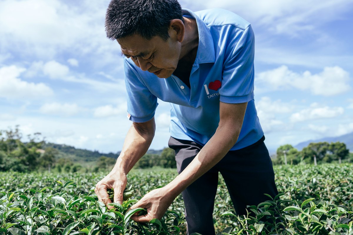 Yunfang Tea Garden's owner picking at fresh leaves in the tea field.