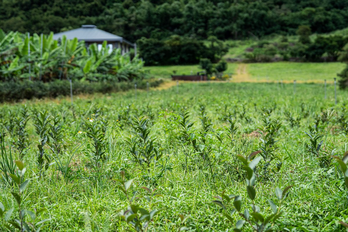Biluoyuan's tea field.