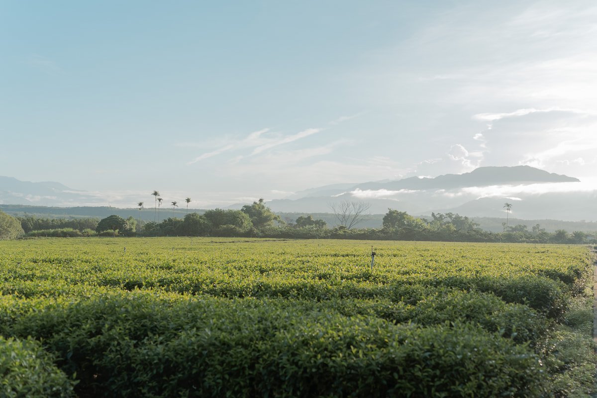 A panoramic view of a tea field.