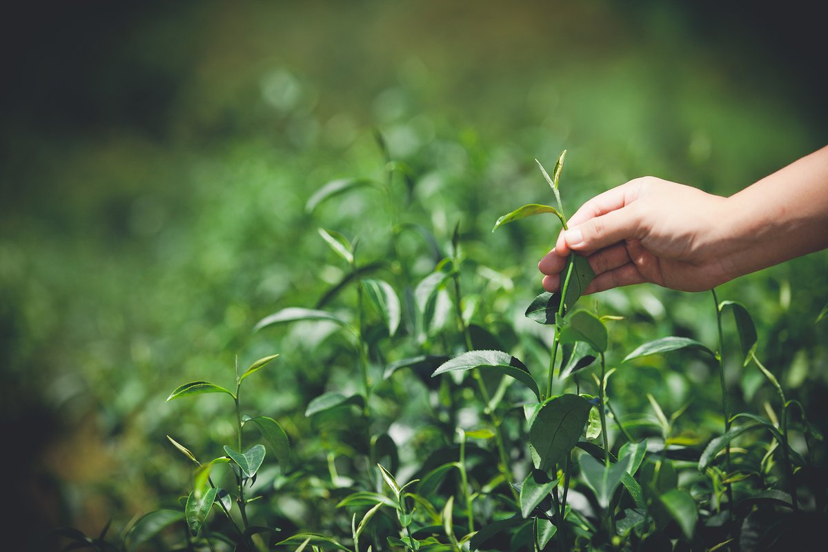 一隻手拉著茶樹枝.