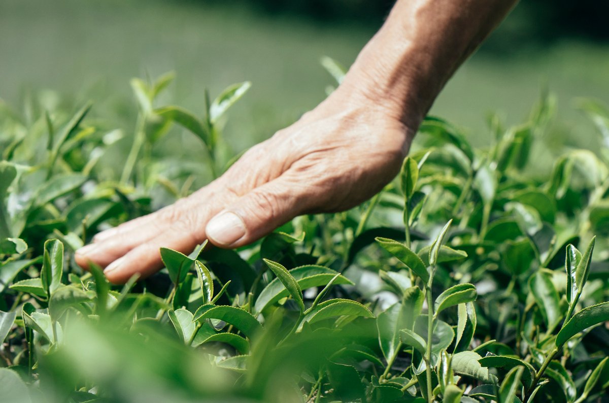 A hand gently touching the top of tea seedlings.