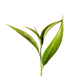 Shanyun fresh leaves.