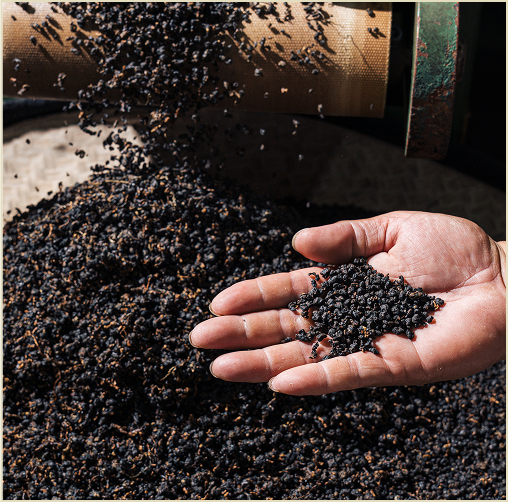 一隻手掌捧著正在乾燥過程的毛茶.