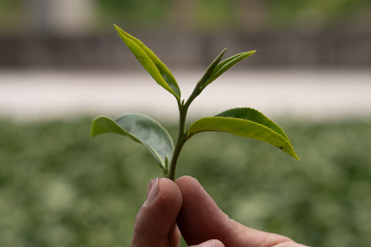 A close-up photo of one-tip-two-leaves.