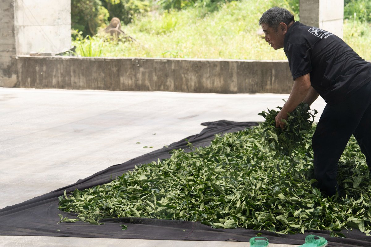 林旺製茶廠的主人林耀精示範日光萎凋.