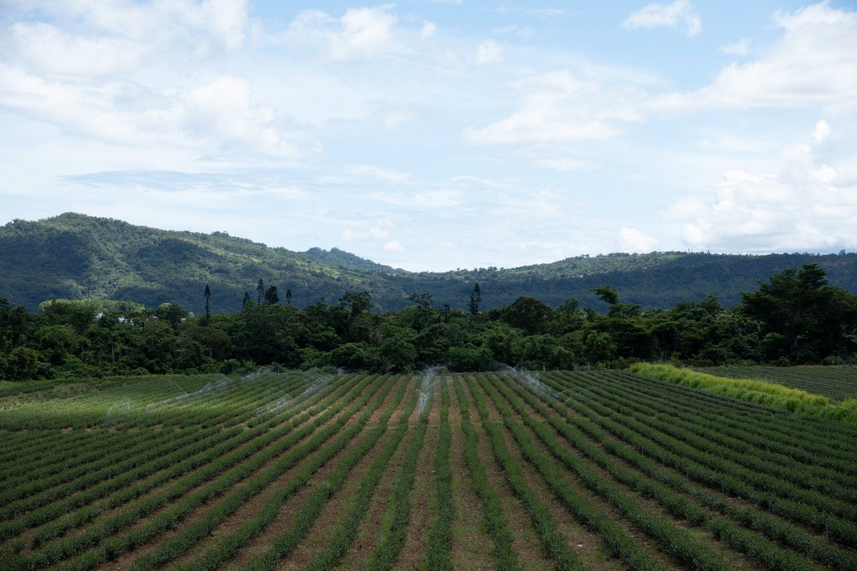 Lin Wang Tea Farm's tea field.
