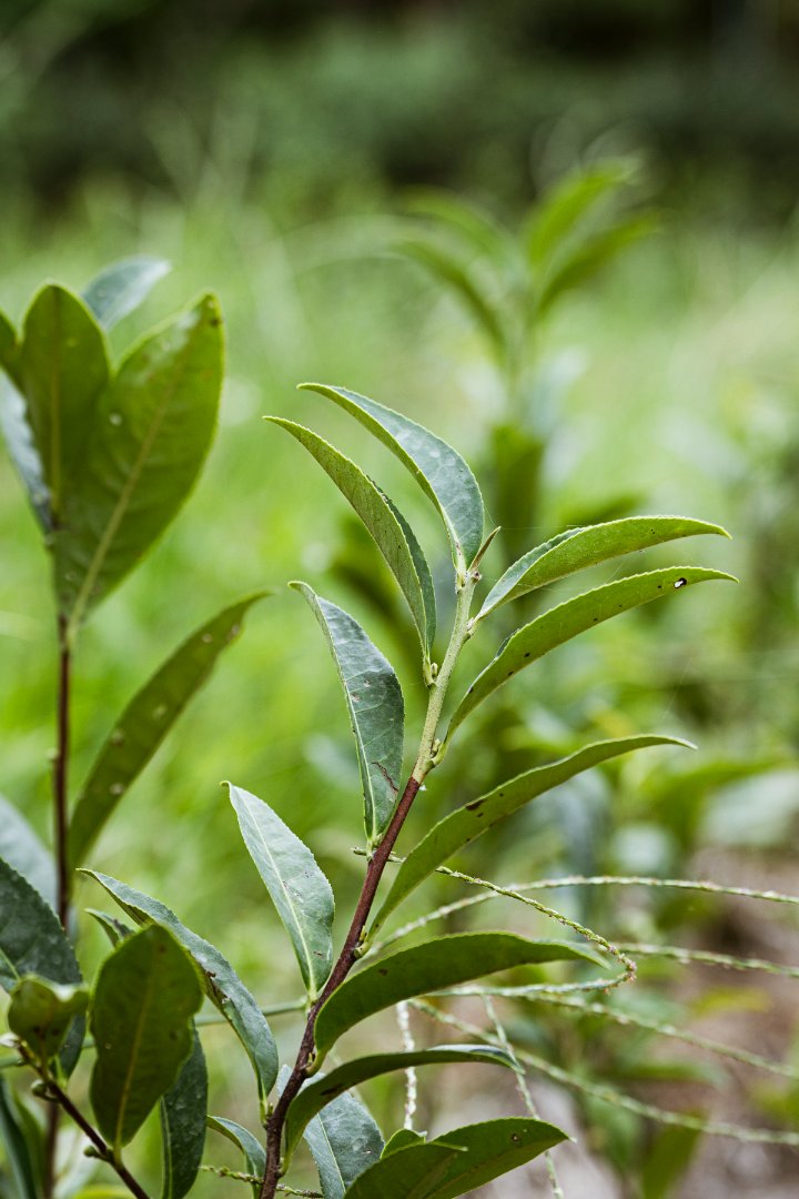 A close-up photo of a tea tree.