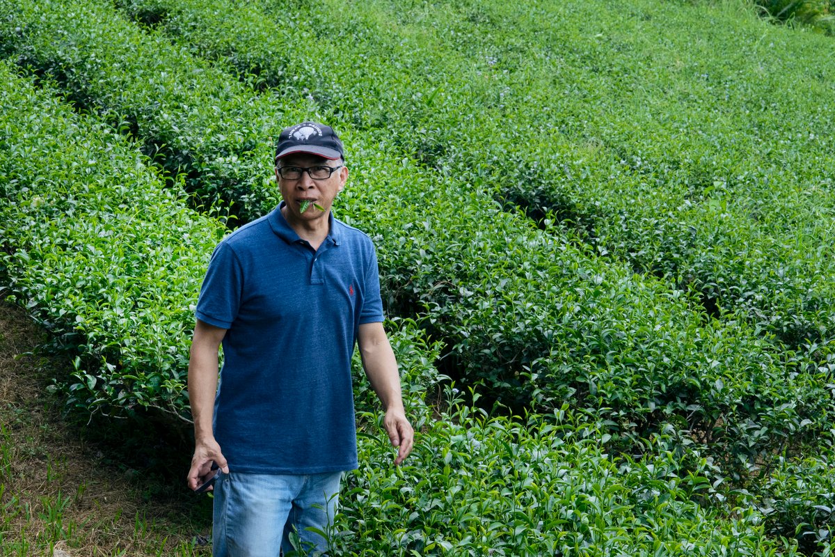 The owner of Yiping Tea Garden with his tea field.