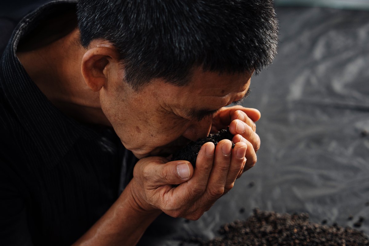 A man smelling dried tea leaves in his palms.