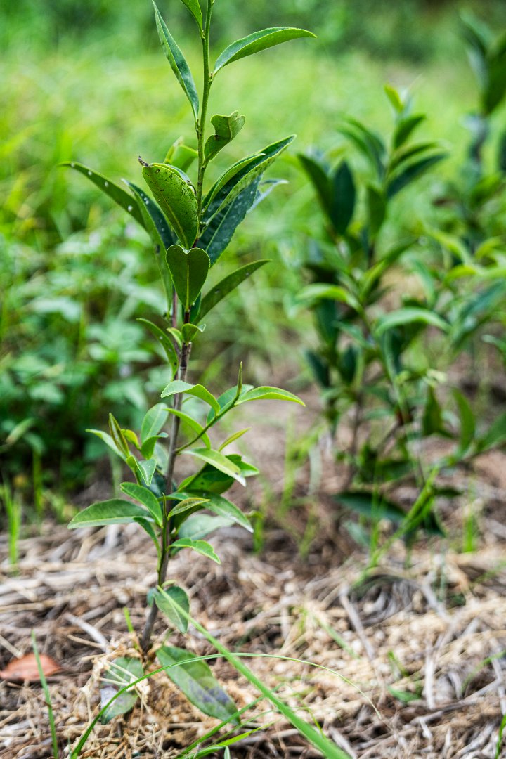Young tea trees growing robustly in the tea field.