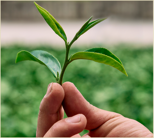 A photo displaying one-tip-two-leaves.