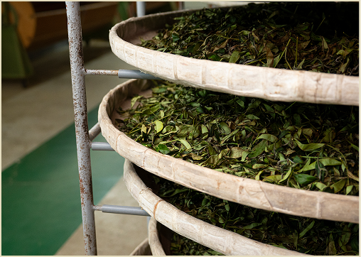 Tea leaves spread evenly on bamboo trays for indoor withering.