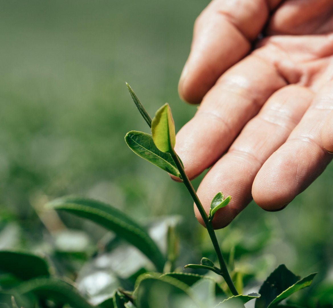 A close-up photo of tea tree seedlings.