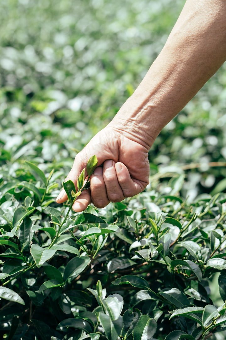 A hand pulling at a strand from tea tree.