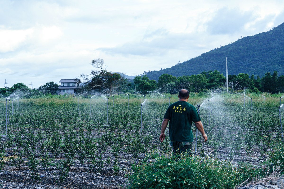 Tsai Yue-Jun, the owner, standing in his teafield.