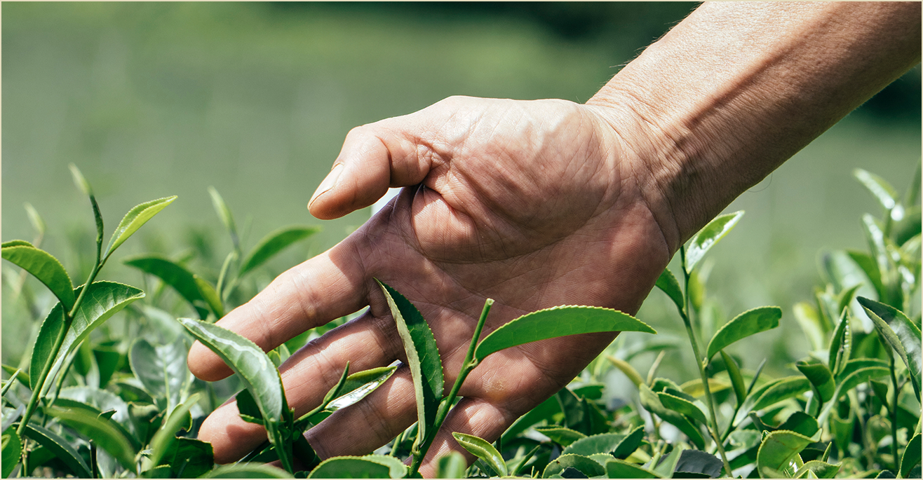 A hand touching fresh leaves from tea tree.
