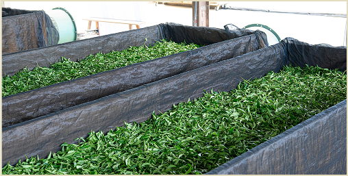 Fresh tea leaves being laid outdoor for withering.