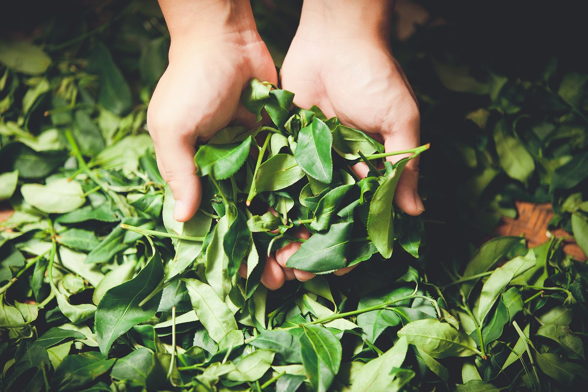 A pair of hands holding fresh tea leaves.