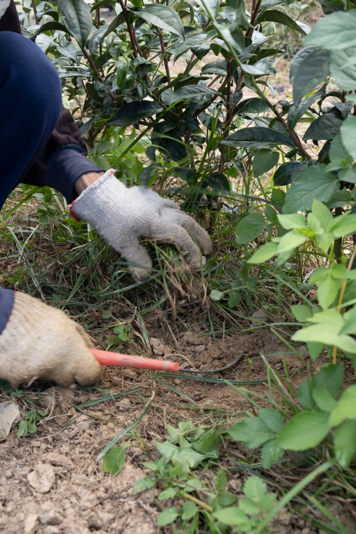 A worker busy cutting weeds out from the tea field.
