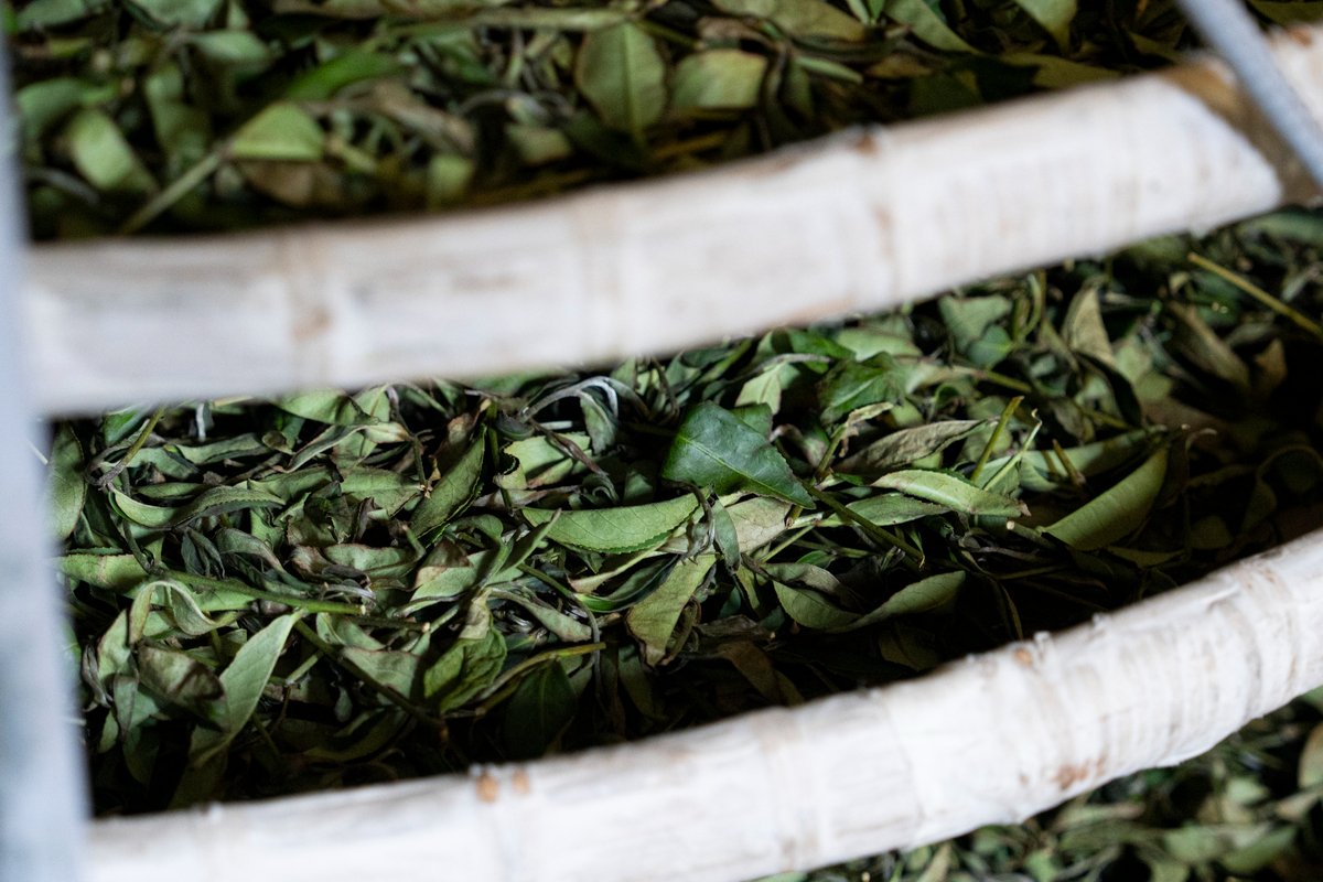 Tea leaves under going indoor withering process.