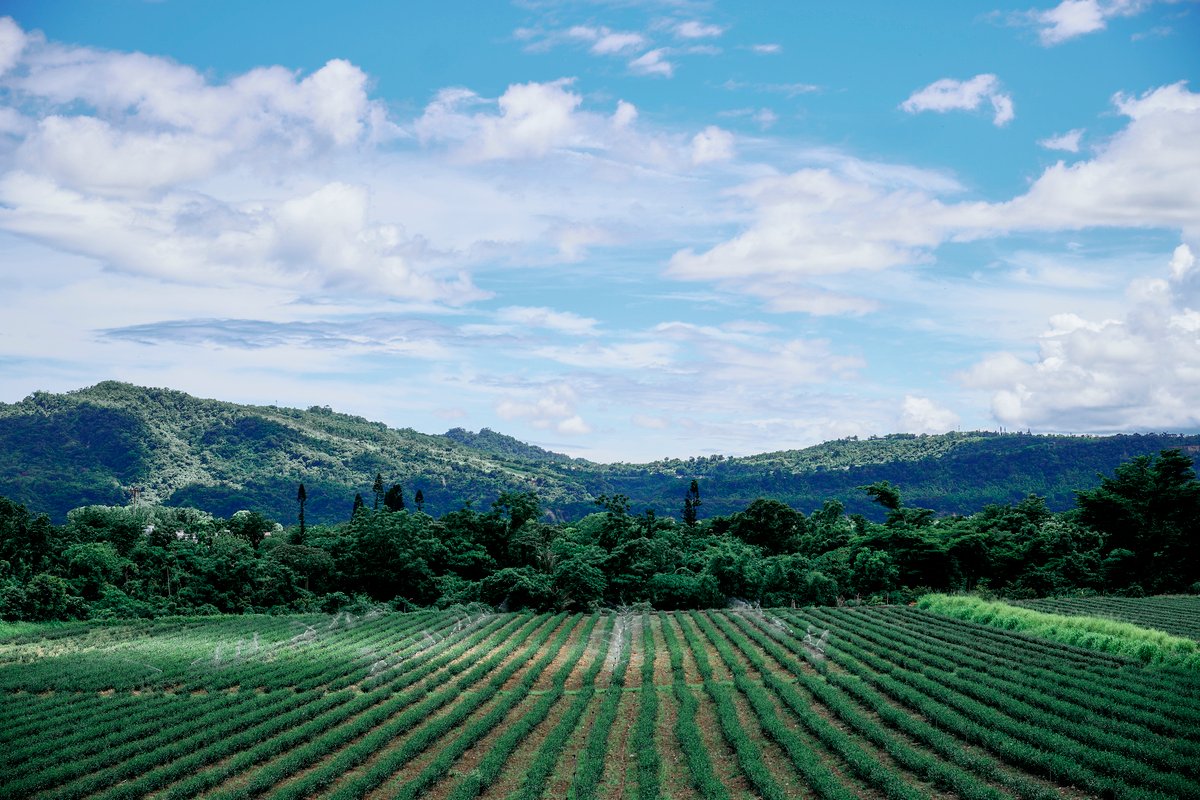 A panoramic photo of Yunfang Tea Garden's tea field.