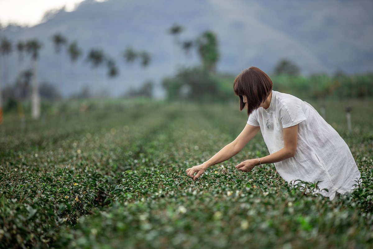 吳秋伶仔細照顧茶園.