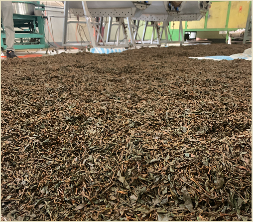 Tea leaves being spread out ready for oxidation.