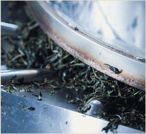 作業中的茶葉揉捻機.